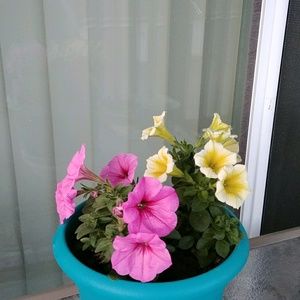 Meet your Posher, Debi